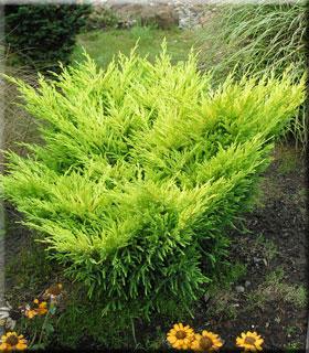 Juniperus horizontalis 'Lime Glow' | Conifers