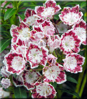 Kalmia latifolia 'Minuet' | Deciduous & Evergreen Shrubs