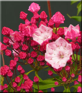 Kalmia latifolia 'Ostbo Red' | Deciduous & Evergreen Shrubs