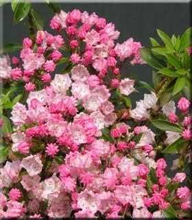 Kalmia latifolia 'Tiddlywinks' | Deciduous & Evergreen Shrubs