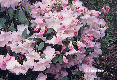 Rhododendron 'Kimberly' | Rhododendrons (Hybrids & species)