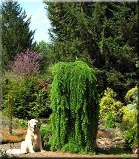 Larix kaempferi 'Pendula' | Standards