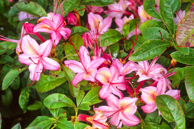 Azalea 'Lollipop' | Deciduous Azaleas