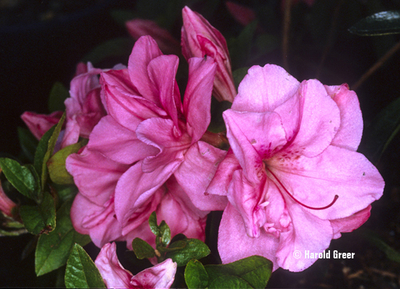 Azalea 'Louise Gable' | Evergreen Azaleas