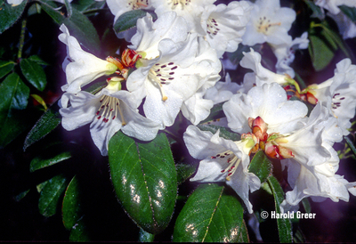 Rhododendron 'Lucy Lou' | Rhododendrons (Hybrids & species)