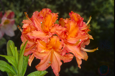 Azalea 'Mandarin Lights' | Deciduous Azaleas