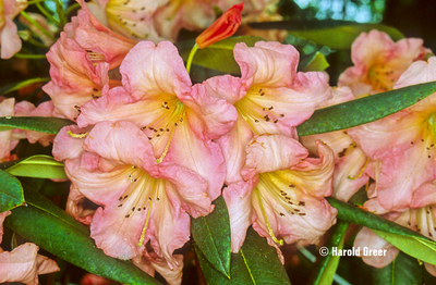 Rhododendron 'Margaret Dunn' | Rhododendrons (Hybrids & species)