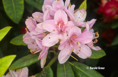 Rhododendron 'Maximum Roseum' | Rhododendrons (Hybrids & species)