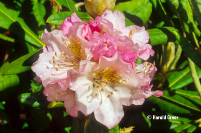 Rhododendron 'Mikkeli' | Rhododendrons (Hybrids & species)