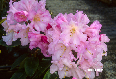 Rhododendron 'Misty Moonlight' | Rhododendrons (Hybrids & species)