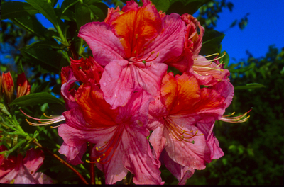 Azalea 'Mount Saint Helens' | Deciduous Azaleas