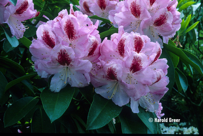 Rhododendron 'Mrs. Furnivall' | Rhododendrons (Hybrids & species)