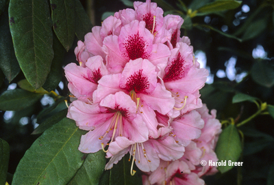 Rhododendron 'Mrs. G.W. Leak' | Rhododendrons (Hybrids & species)