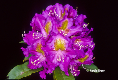 Rhododendron 'Mrs. Murple's Purple' | Rhododendrons (Hybrids & species)
