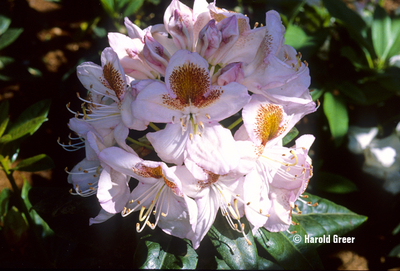 Rhododendron 'Mrs. T. H. Lowinsky' | Rhododendrons (Hybrids & species)