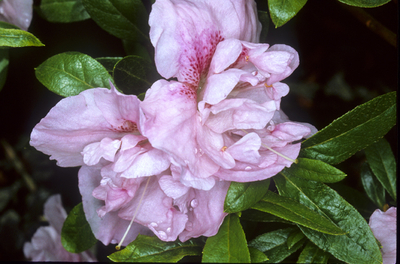 Azalea 'Nancy of Robinhill' | Evergreen Azaleas