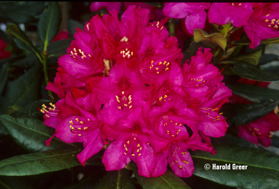 Rhododendron 'Nova Zembla' | Rhododendrons (Hybrids & species)