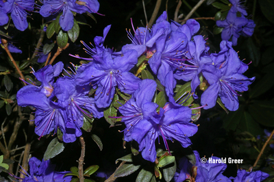 Rhododendron 'Oceanlake' | Rhododendrons (Hybrids & species)