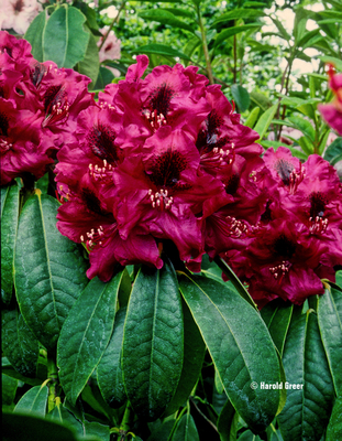 Rhododendron 'Olin O. Dobbs' | Rhododendrons (Hybrids & species)