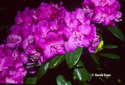 Rhododendron 'PJM' | Rhododendrons (Hybrids & species)