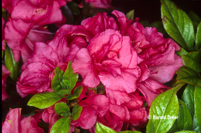 Azalea 'Peach Fuzz' | Evergreen Azaleas