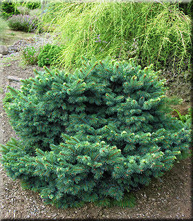 Picea abies 'Kellerman's Blue Cameo' | Conifers