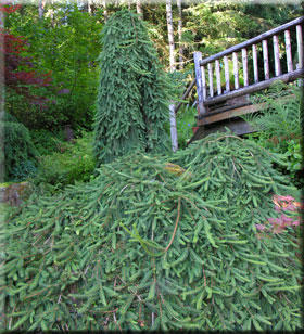 Picea abies 'Pendula' | Conifers