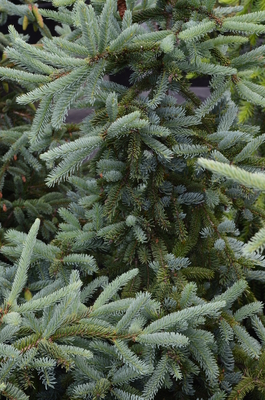 Picea glauca 'Hudsonii' | Conifers