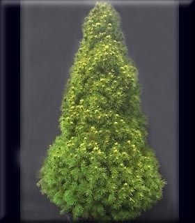 Picea glauca 'Gold Tip' | Conifers