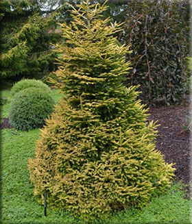 Picea orientalis 'Firefly' | Conifers
