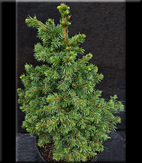 Picea omorika 'Wodan' | Conifers