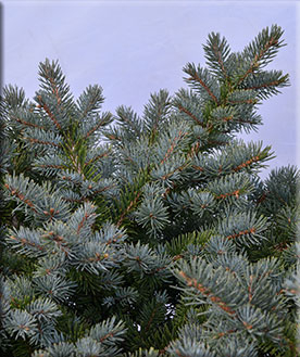 Picea pungens 'Egyptian Pyramid' | Conifers