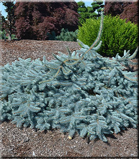 Picea pungens 'Procumbens' | Conifers