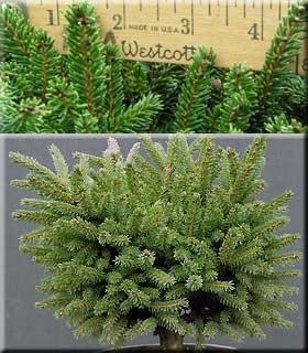 Picea orientalis 'Bergman's Gem' | Conifers
