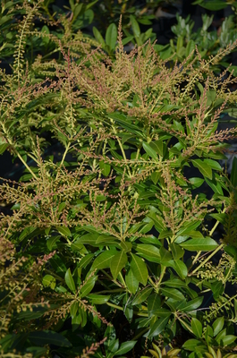 Pieris japonica 'Grayswood' | Deciduous & Evergreen Shrubs