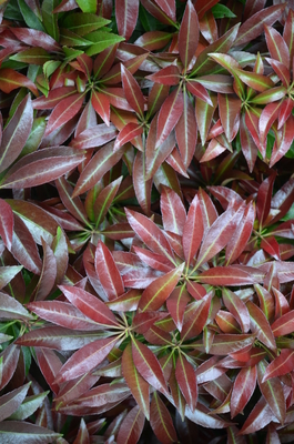 Pieris japonica 'Katsura' | Deciduous & Evergreen Shrubs