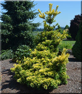 Pinus parviflora 'Goldylocks' | Conifers
