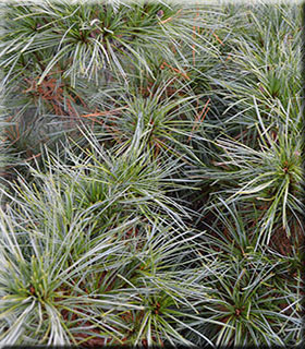 Pinus strobus 'Nana' | Standards