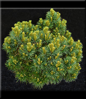 Pinus strobus 'Sea Urchin' | Standards