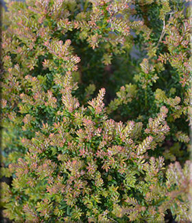 Podocarpus alpinus 'Red Tip' | Conifers