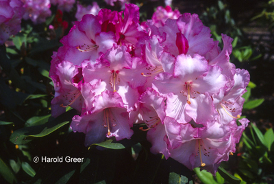 Rhododendron 'Point Defiance' | Rhododendrons (Hybrids & species)