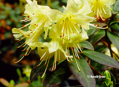 Rhododendron 'Princess Anne' | Rhododendrons (Hybrids & species)