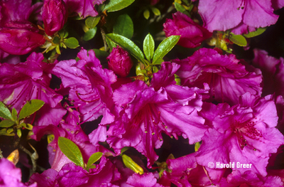 Azalea 'Purple Splendor' | Evergreen Azaleas