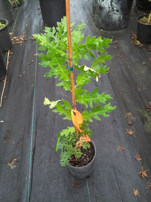 Quercus cirrus 'Aureo Marmorata' | Japanese Maples, Ornamental Trees