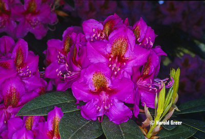 Rhododendron 'Red Eye' | Rhododendrons (Hybrids & species)