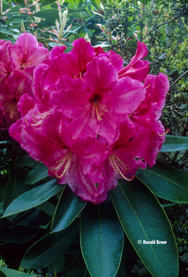 Rhododendron 'Red Walloper' | Rhododendrons (Hybrids & species)