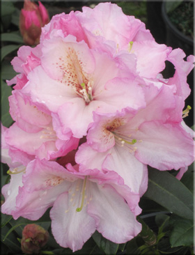 Rhododendron 'Satin Memories' | Rhododendrons (Hybrids & species)