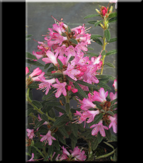 Rhododendron spiciferum | Rhododendrons (Hybrids & species)