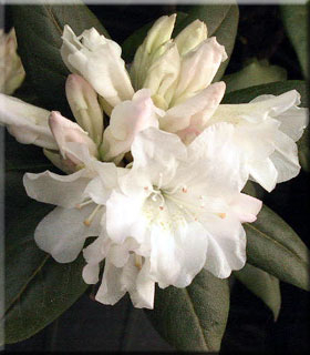Rhododendron 'Dora Amateis' | Rhododendrons (Hybrids & species)