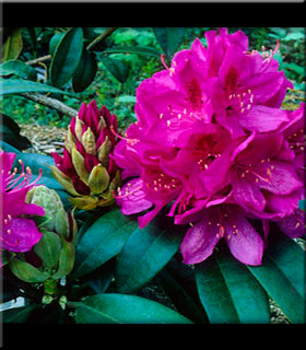 Rhododendron 'Anah Kruschke' | Rhododendrons (Hybrids & species)